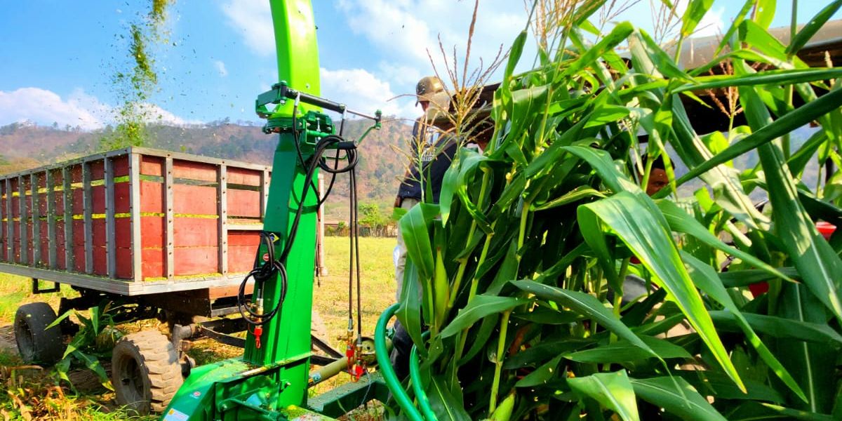 Ensiladora Cremasco picando forraje en el campo