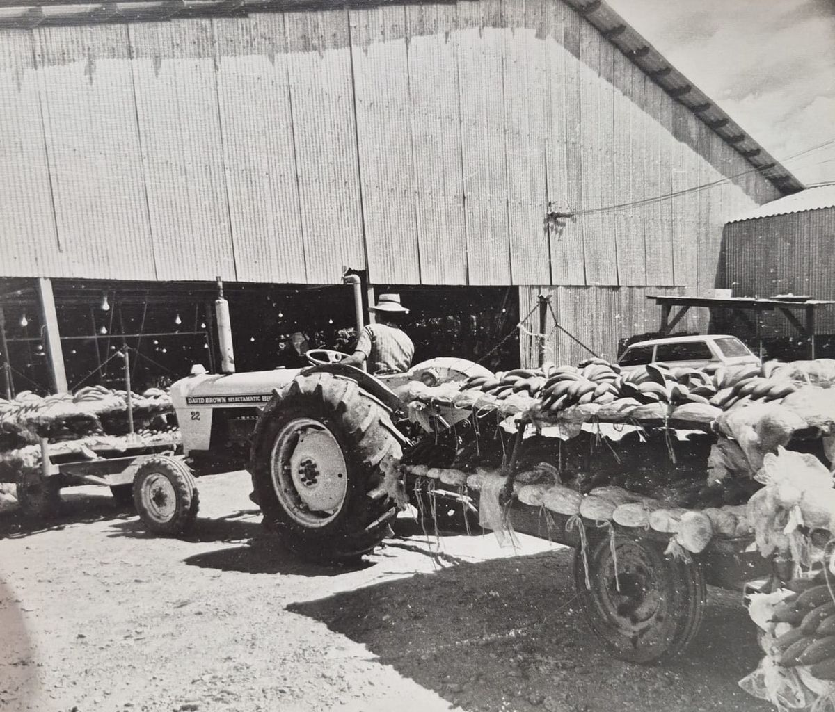 Tractor David Brown 885 Selectamatic halando banano en campos bananeros