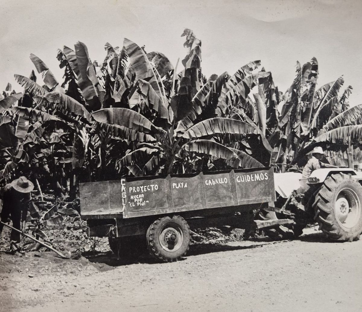 Tractor David Brown con remolque en el Proyecto Playa Caballo, entre bananales