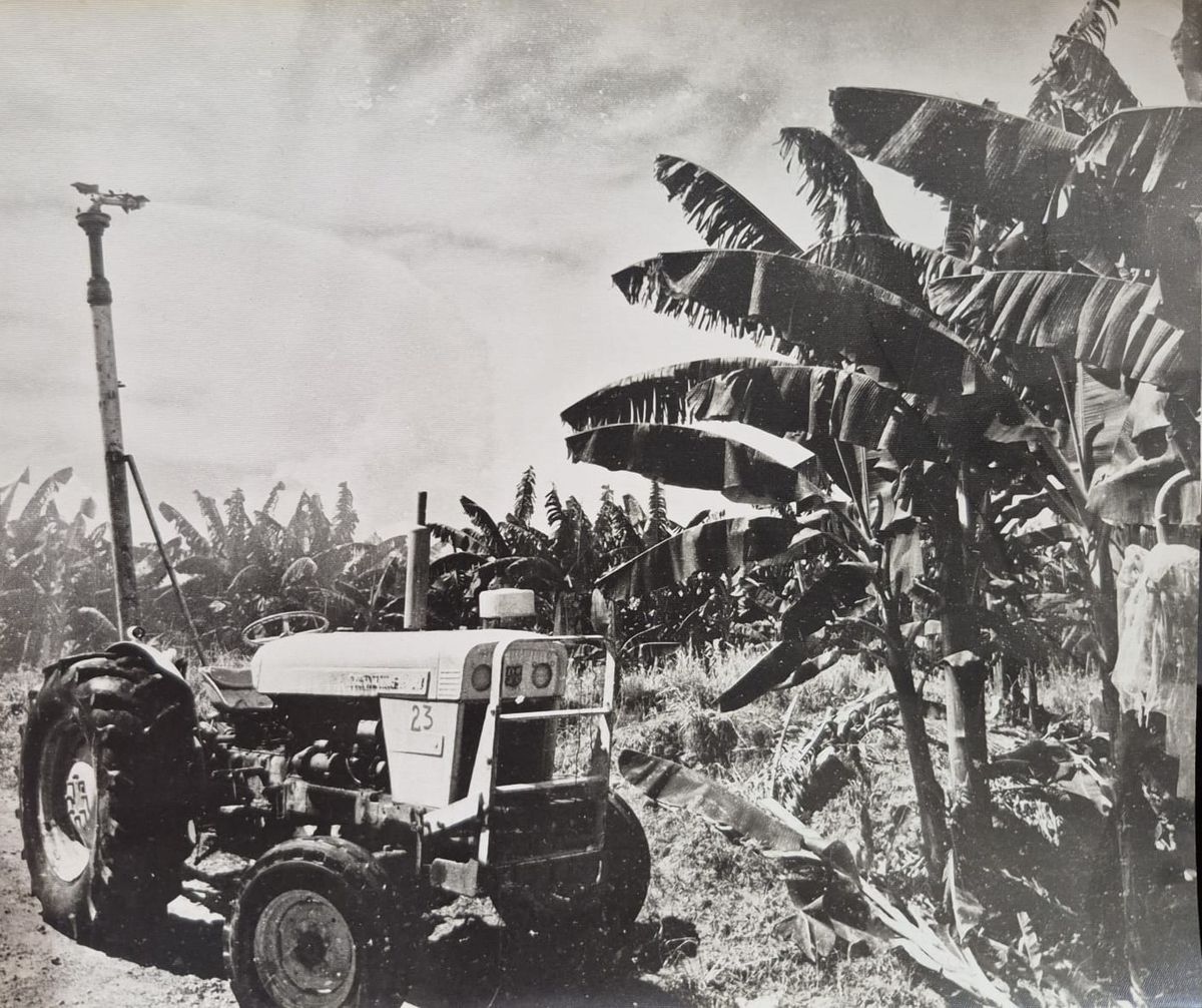 Tractor David Brown en campos bananeros con riego por aspersión